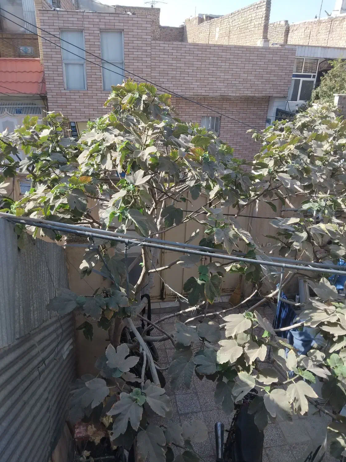 امور باغبانی|خدمات باغبانی و درختکاری|قم, نیروگاه|دیوار