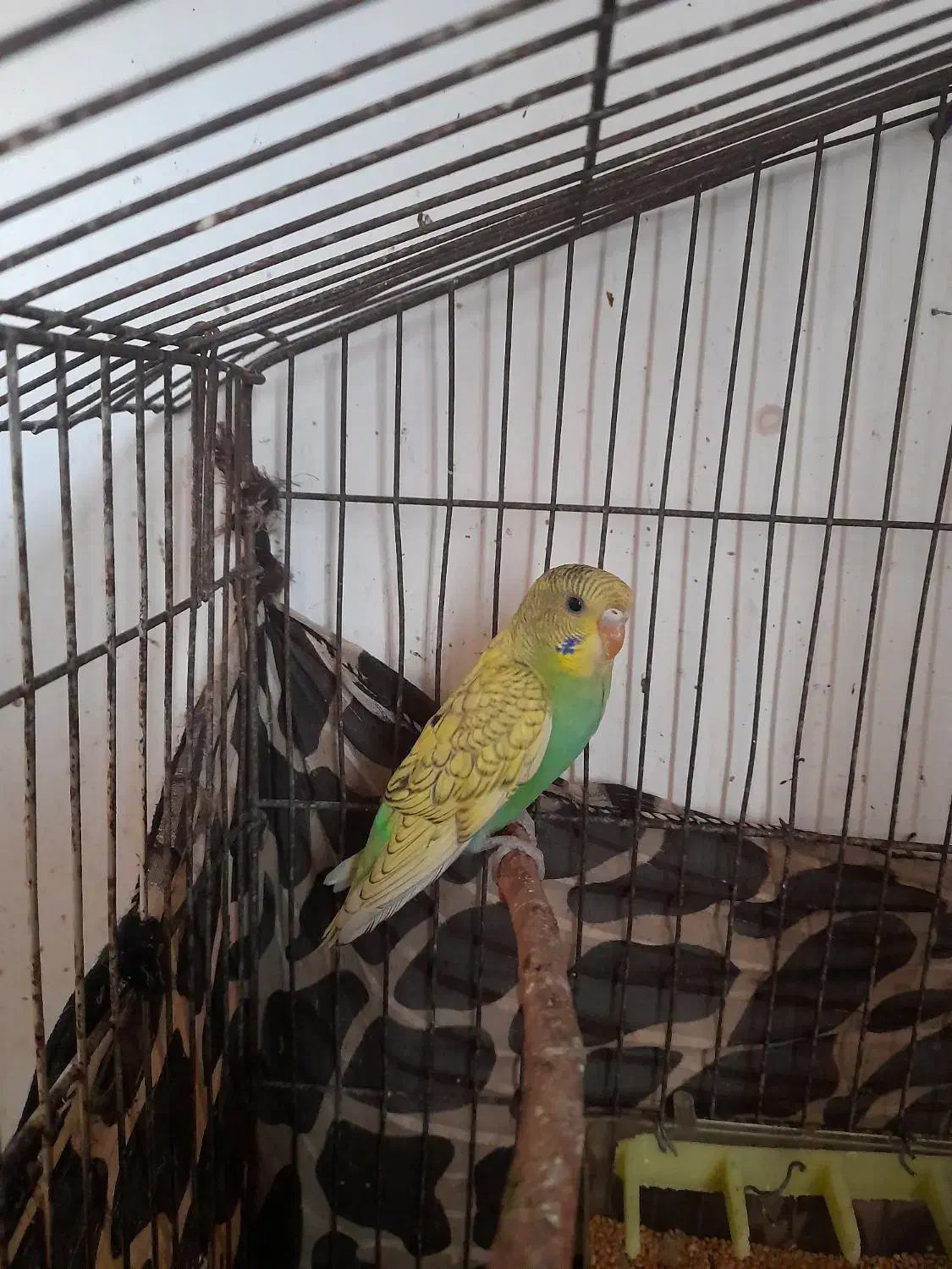 مرغ عشق ُسالم چلوندنی|پرنده|ساری, |دیوار