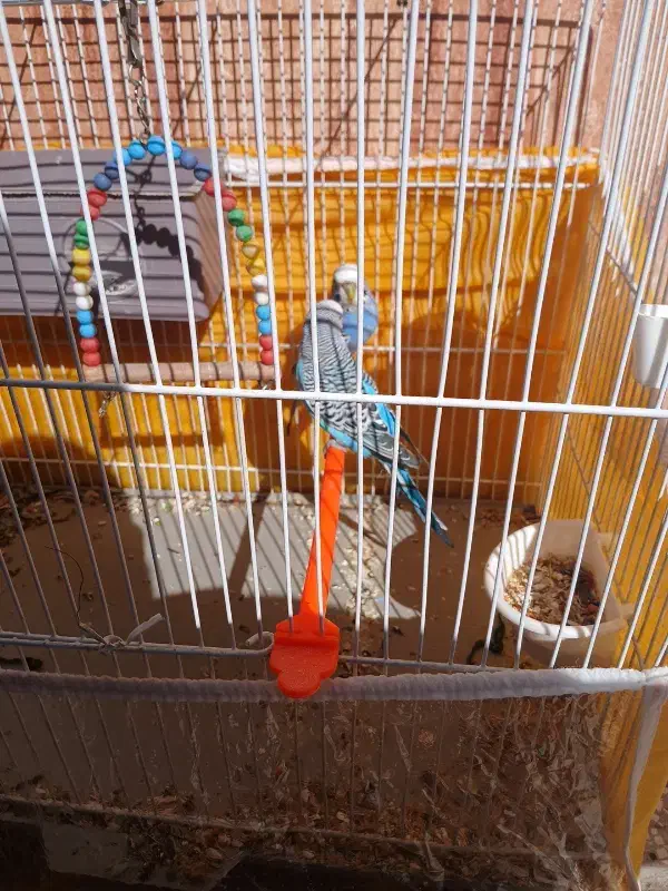 مرغ عشق|پرنده|قائن, |دیوار