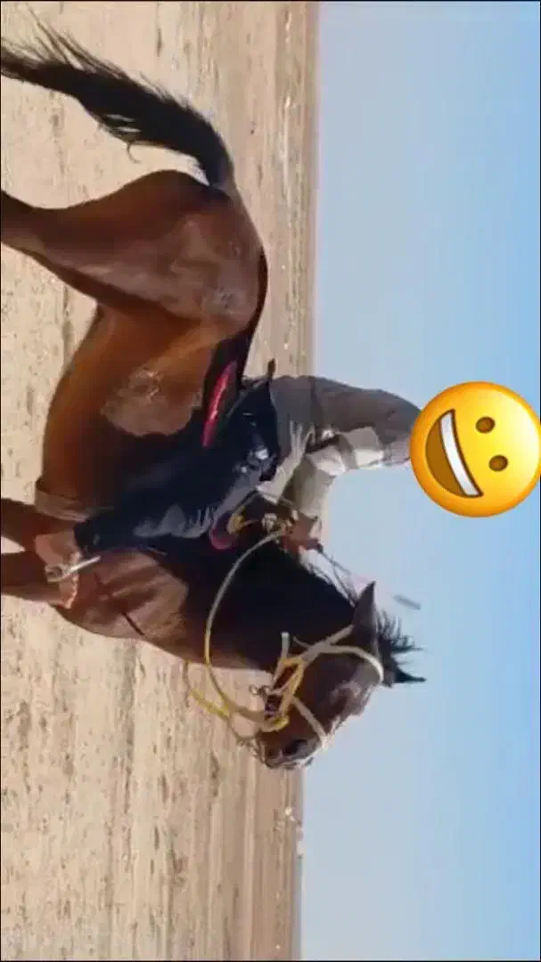 اسب مادیون ۸ ماه حامله|اسب و تجهیزات اسبسواری|هندیجان, |دیوار