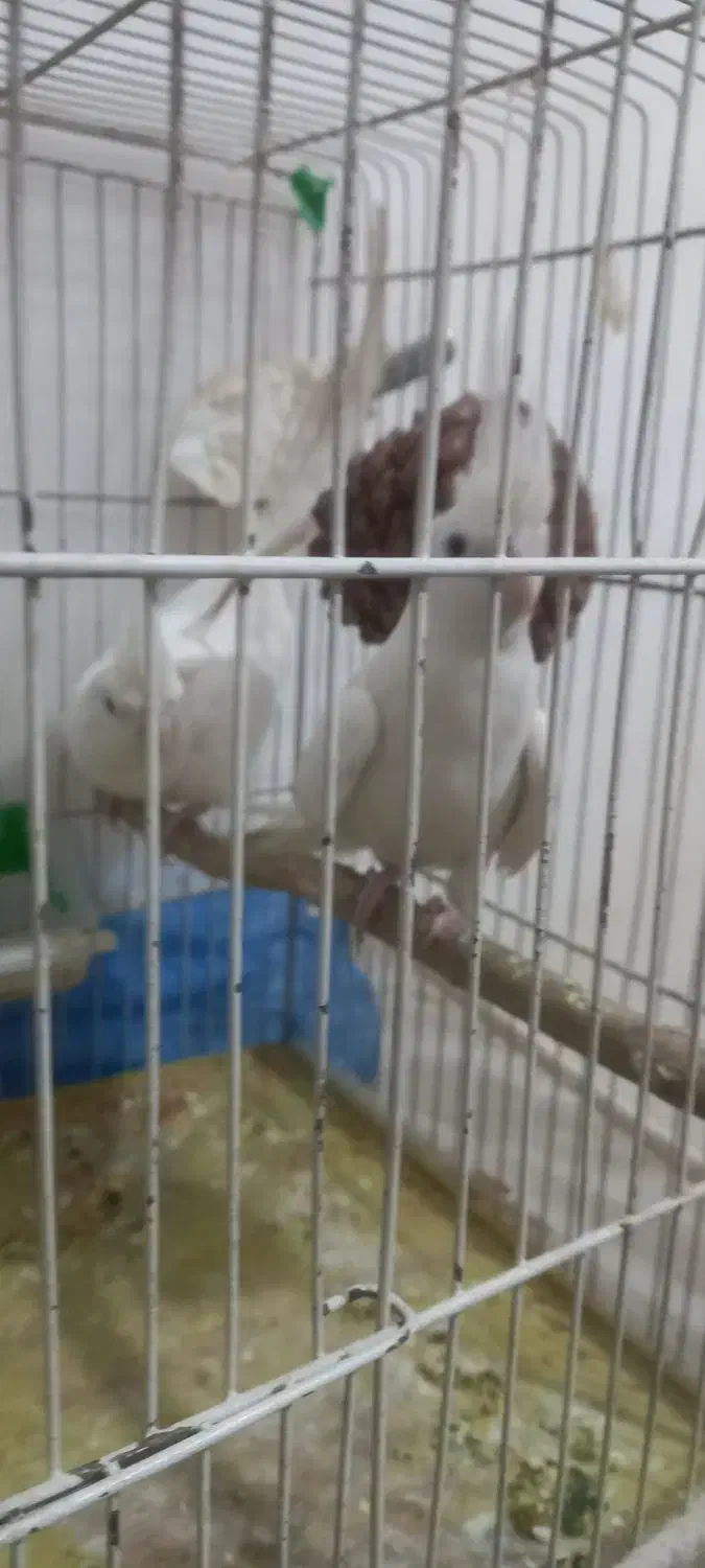 عروس هلندی البینو مولد تضمینی|پرنده|خوی, |دیوار