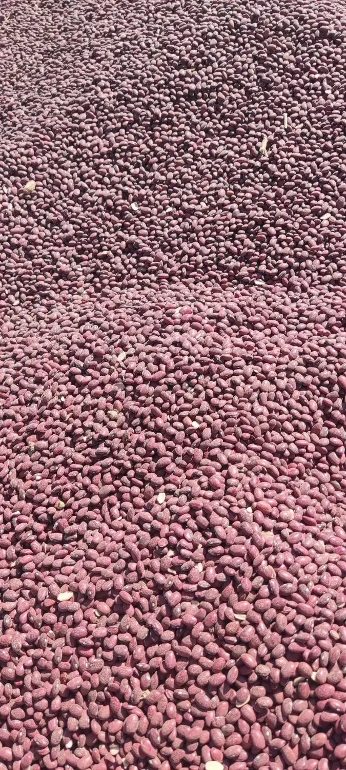 فروش لوبیا قرمز یاقوطی درجه یک کشت امسال|خوردنی و آشامیدنی|دهگلان, |دیوار