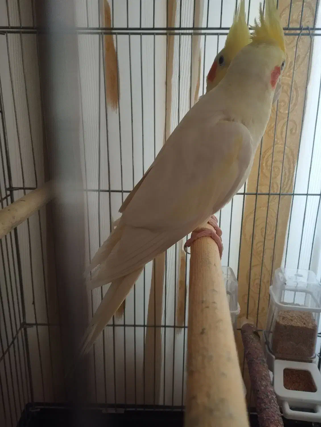 پرنده|پرنده|ایلخچی, |دیوار