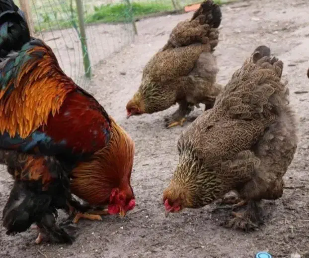 خروس و مرغ برهما|حیوانات مزرعه|اسالم, |دیوار