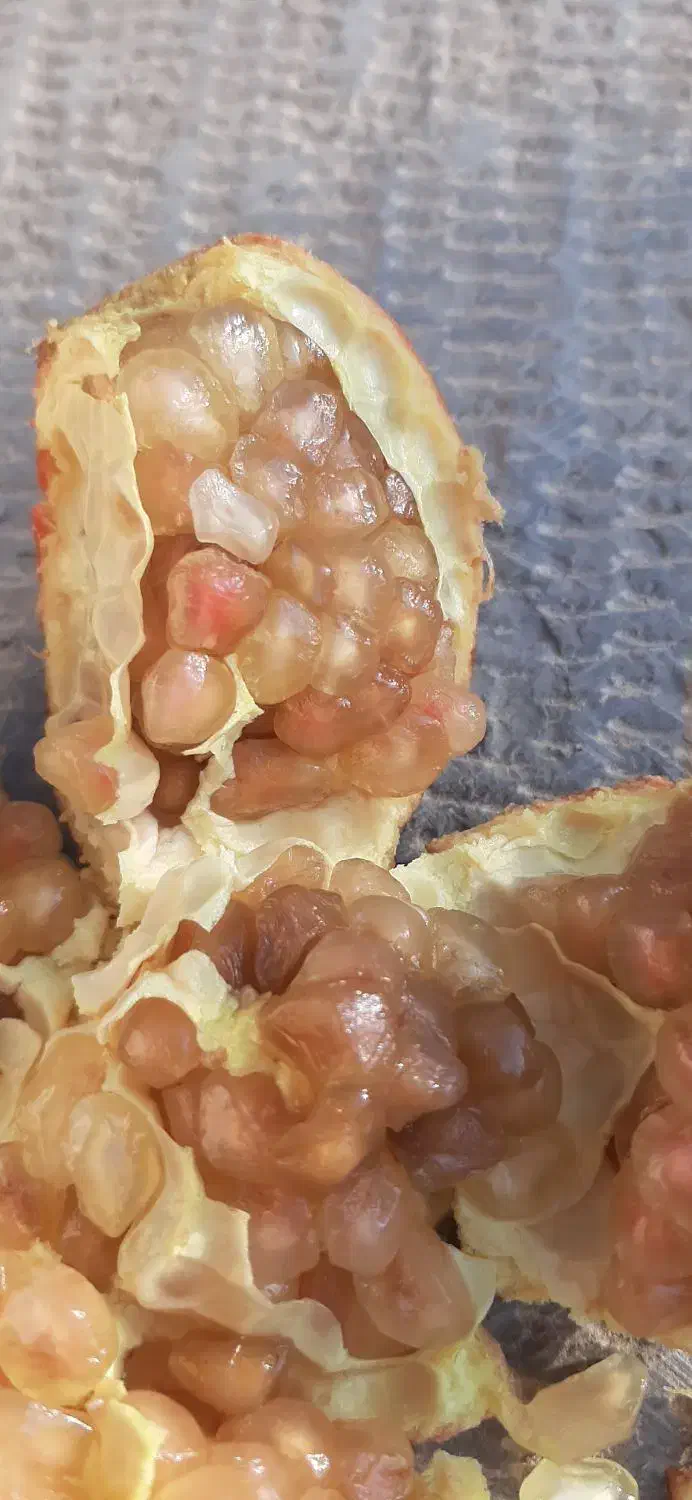 محصول انار|فعالیت داوطلبانه|کرمان, |دیوار