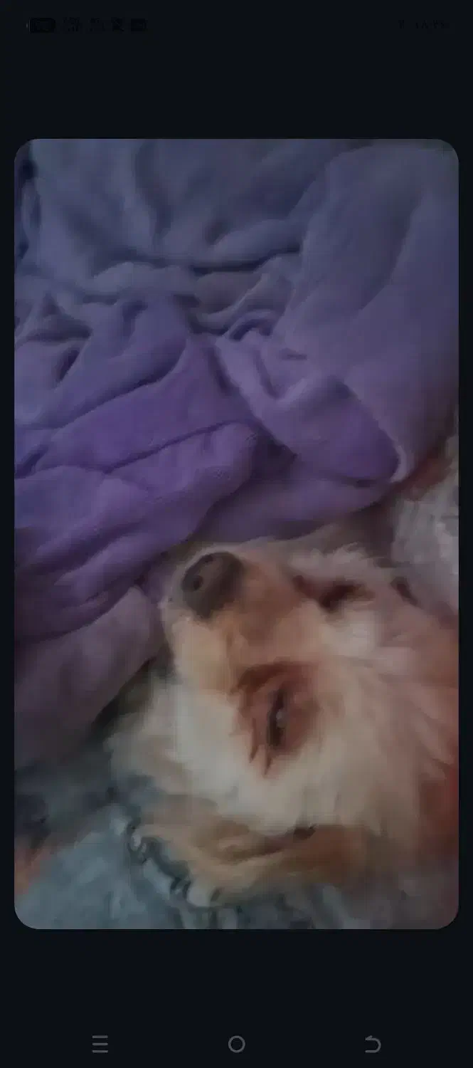 سگ گمشده درجاده برزول به سمت فارسبان|سگ|زرین دشت (همدان), |دیوار