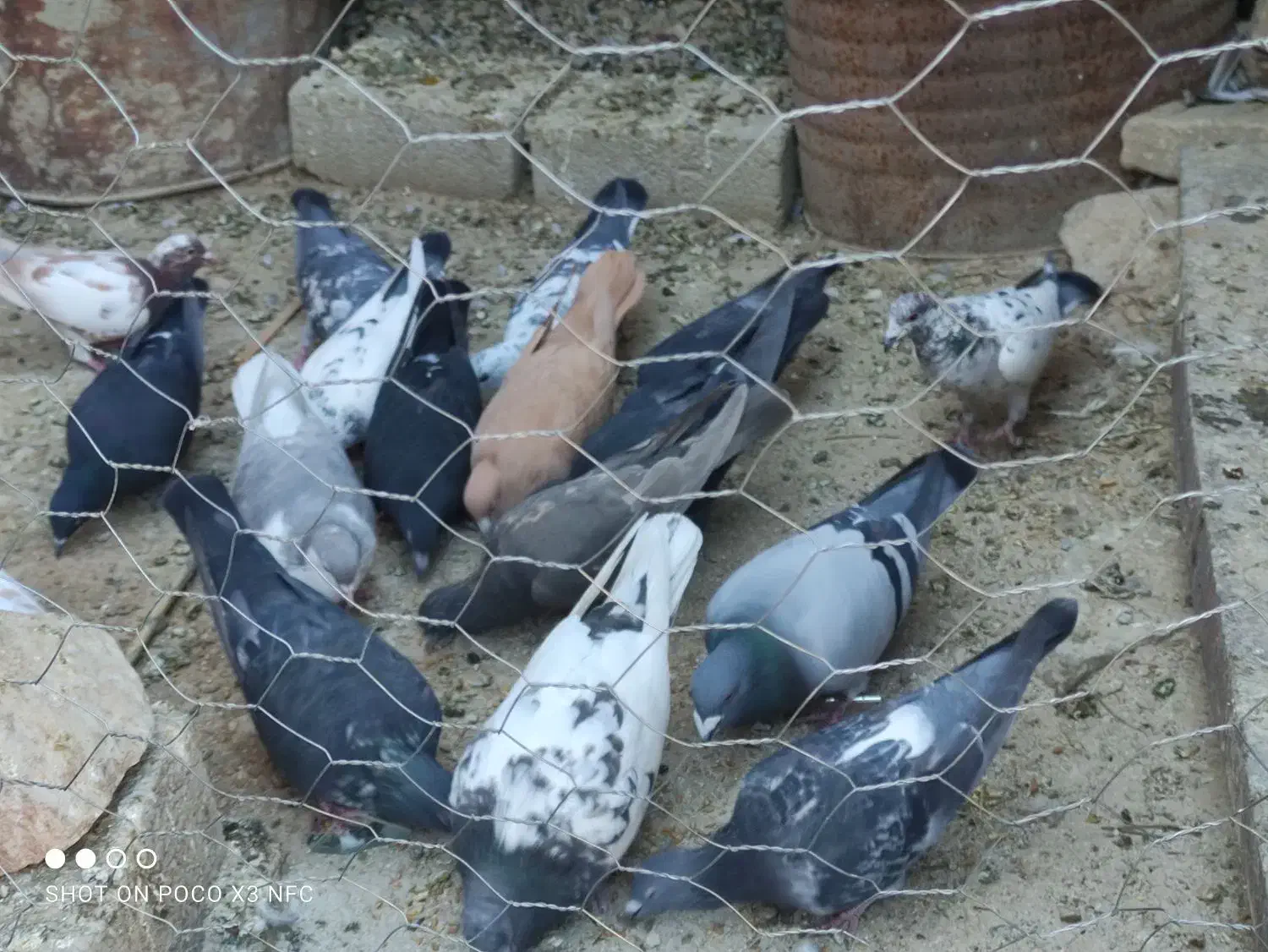 فروش یا معاوضه کبوتر با پرنده|پرنده|فیروزآباد (فارس), |دیوار