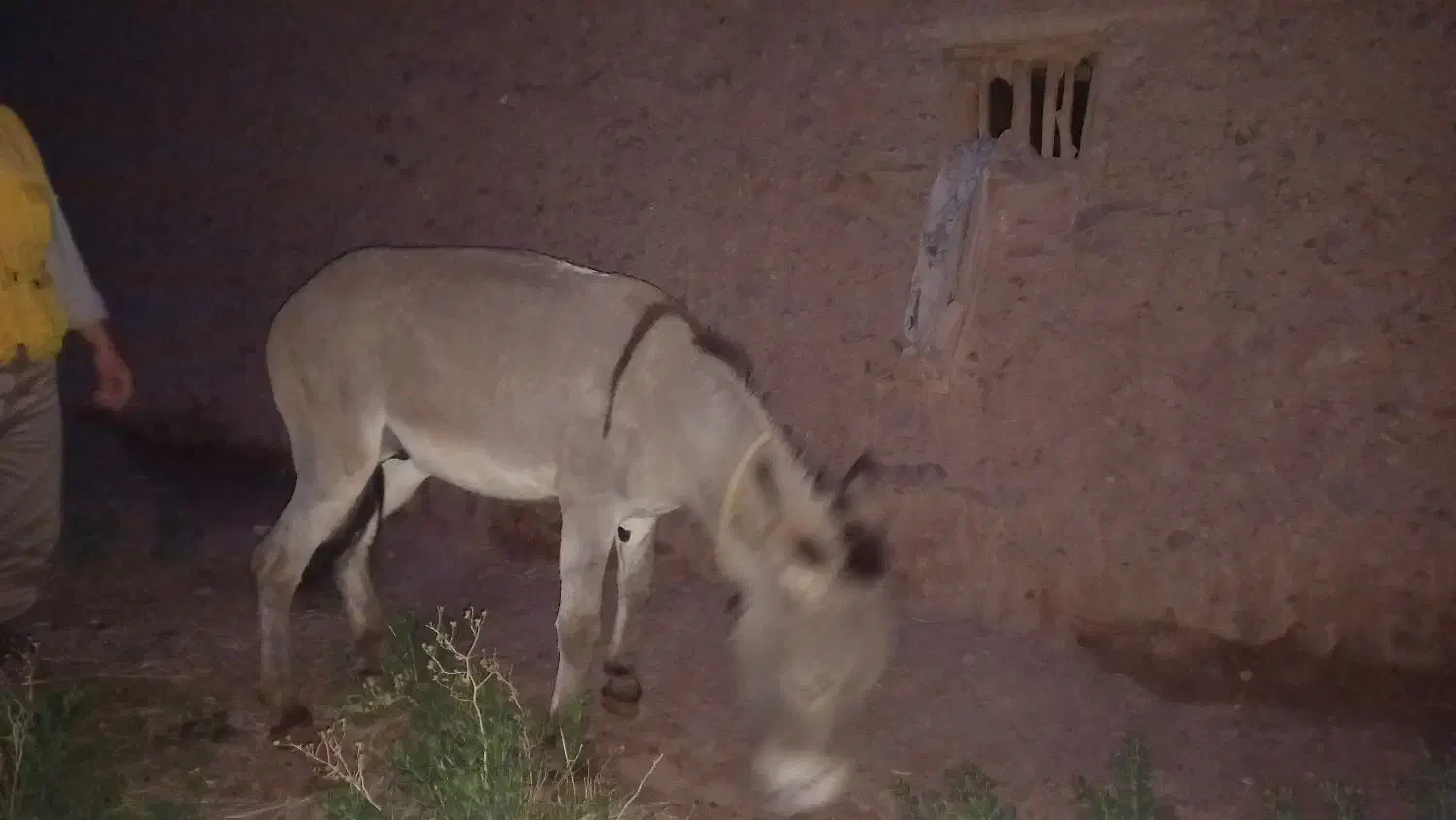 الاغ 6ساله|حیوانات مزرعه|تسوج, |دیوار