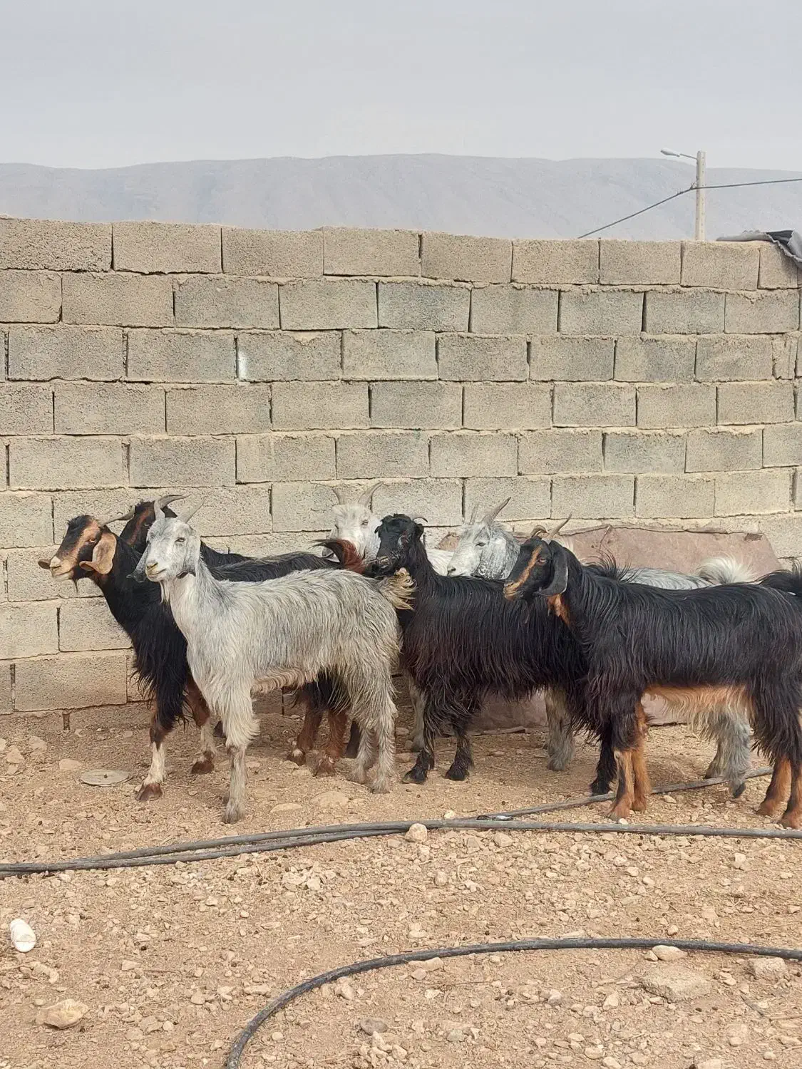 فروش ۷ راس کلر بز جنس/دار آبستن گلون در فیروزاباد|حیوانات مزرعه|فیروزآباد (فارس), |دیوار
