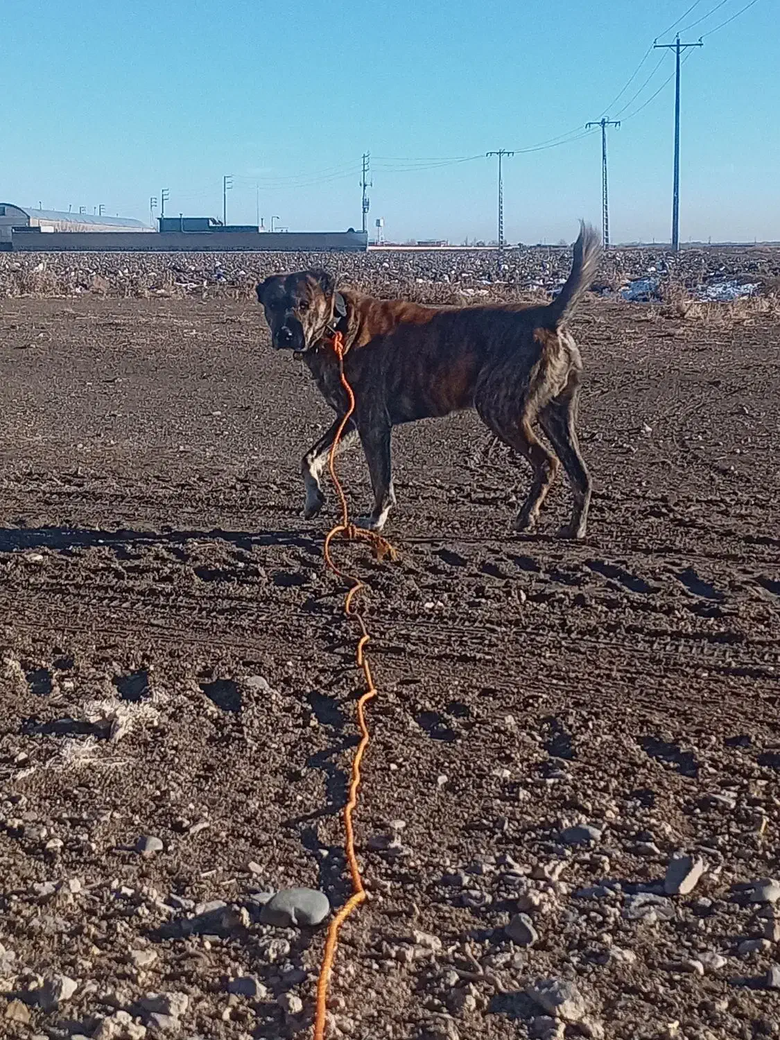 حیوان|سگ|چناران, |دیوار