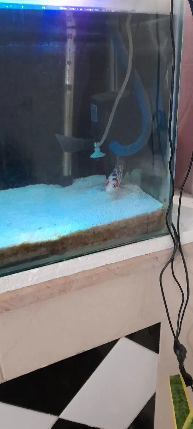 آکواریوم|ماهی|کاشمر, |دیوار