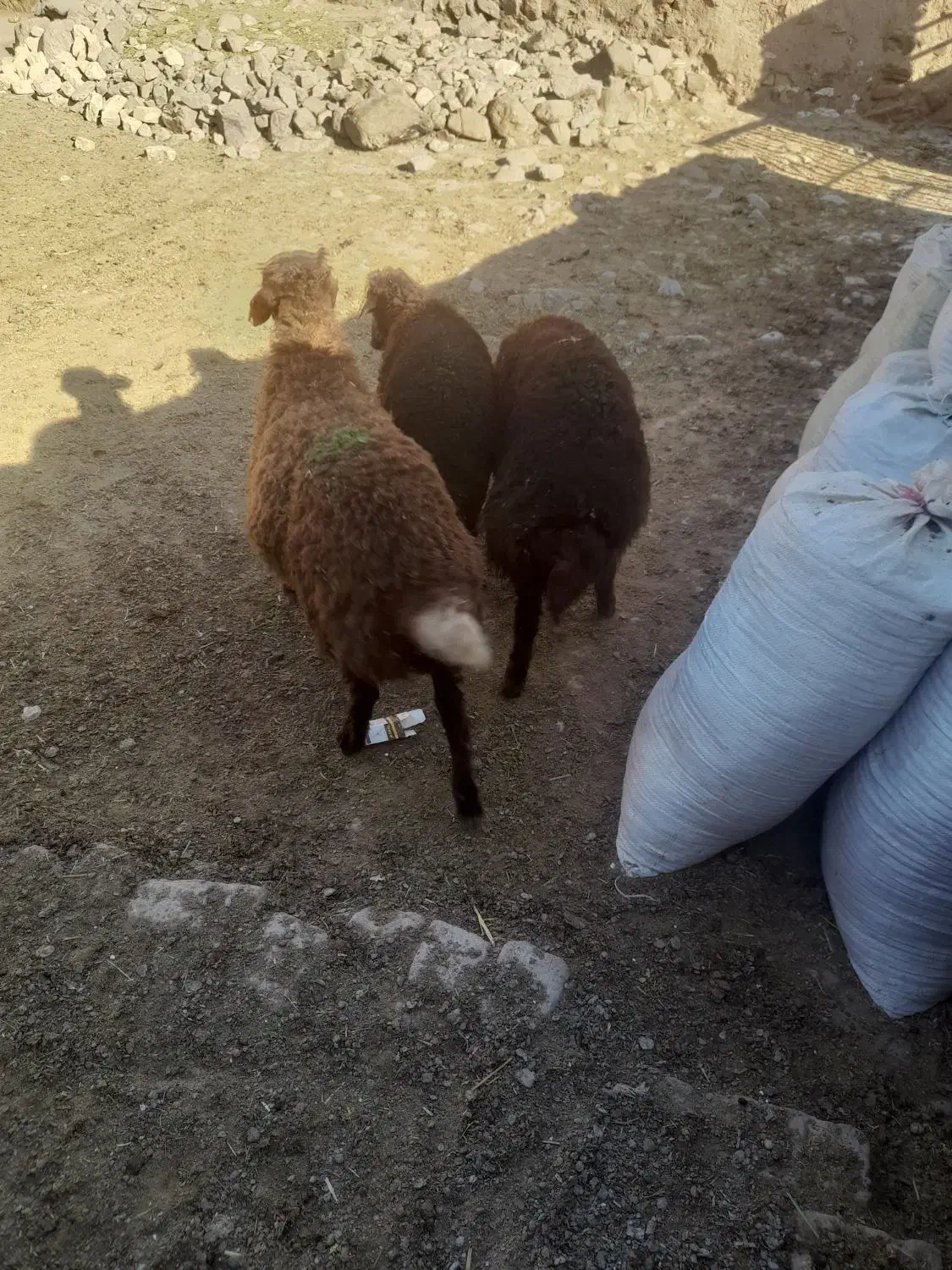 بره نر ریز|حیوانات مزرعه|نیشابور, مازول|دیوار