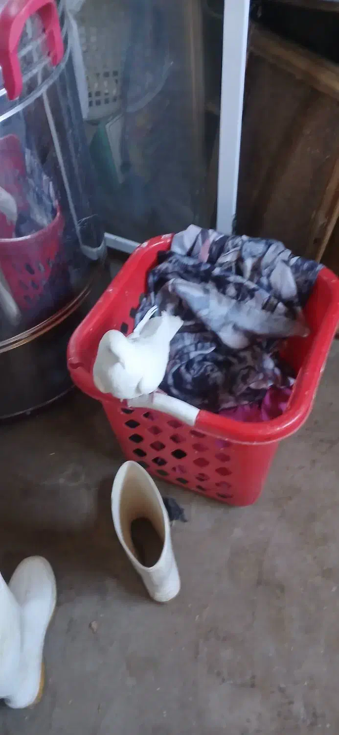 کبوتر|پرنده|زرین دشت (همدان), |دیوار