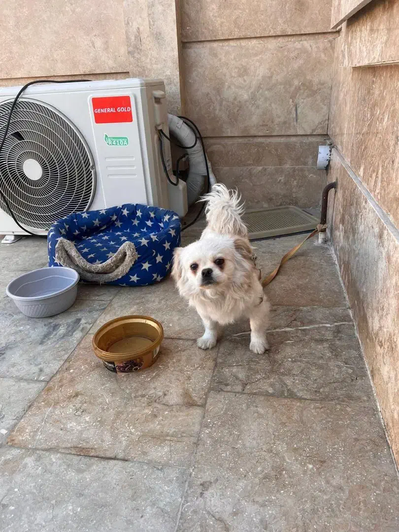 سگ پیکینیز شیتزو|سگ|چناران, |دیوار