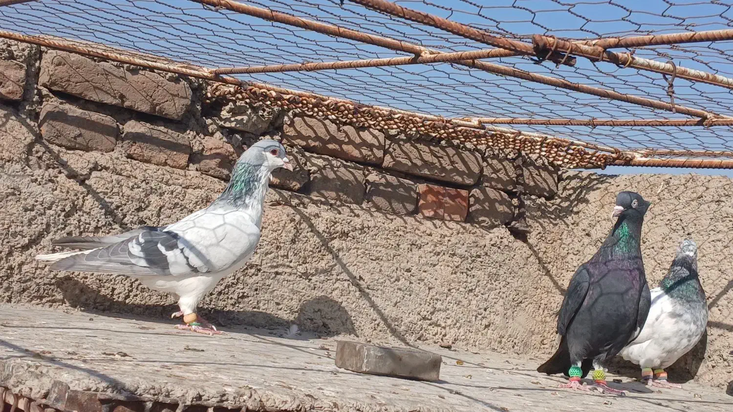 کبوتر رنگی دمسفید|پرنده|قزوین, |دیوار