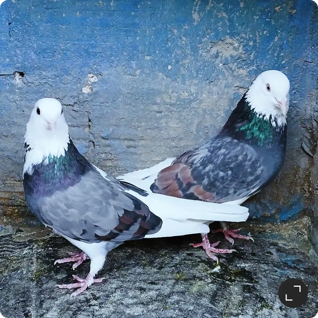 کبوتر پرشی دهنجور بشرط پرش بالا ۱۰ساعت بضمانت|پرنده|تهران, شوش (باغ آذری)|دیوار