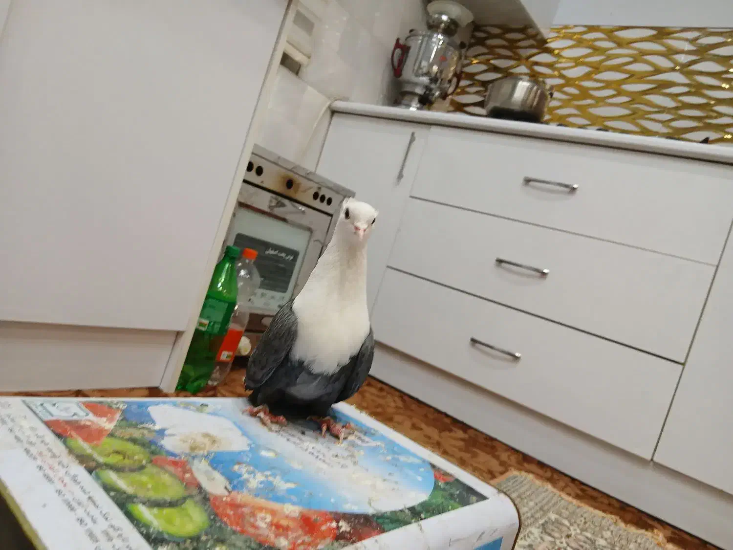 ماده کلاغ سبز|پرنده|مشهد, شهید آوینی|دیوار