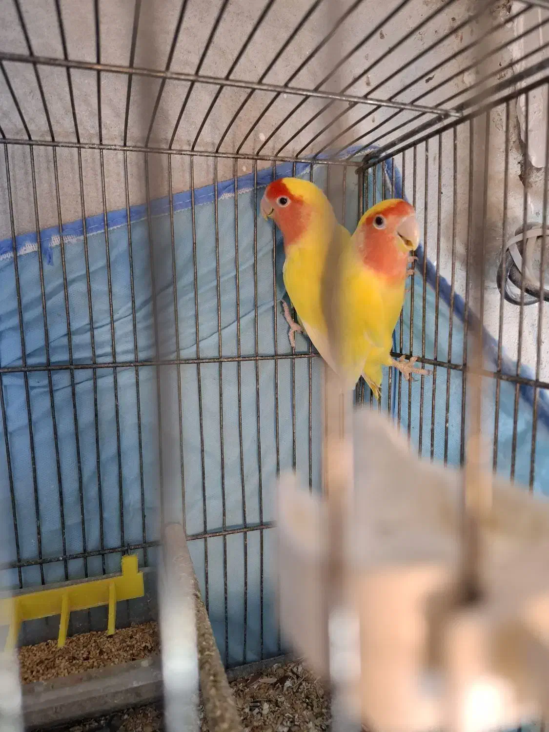 جفت برزیلی مولد|پرنده|قائمشهر, |دیوار