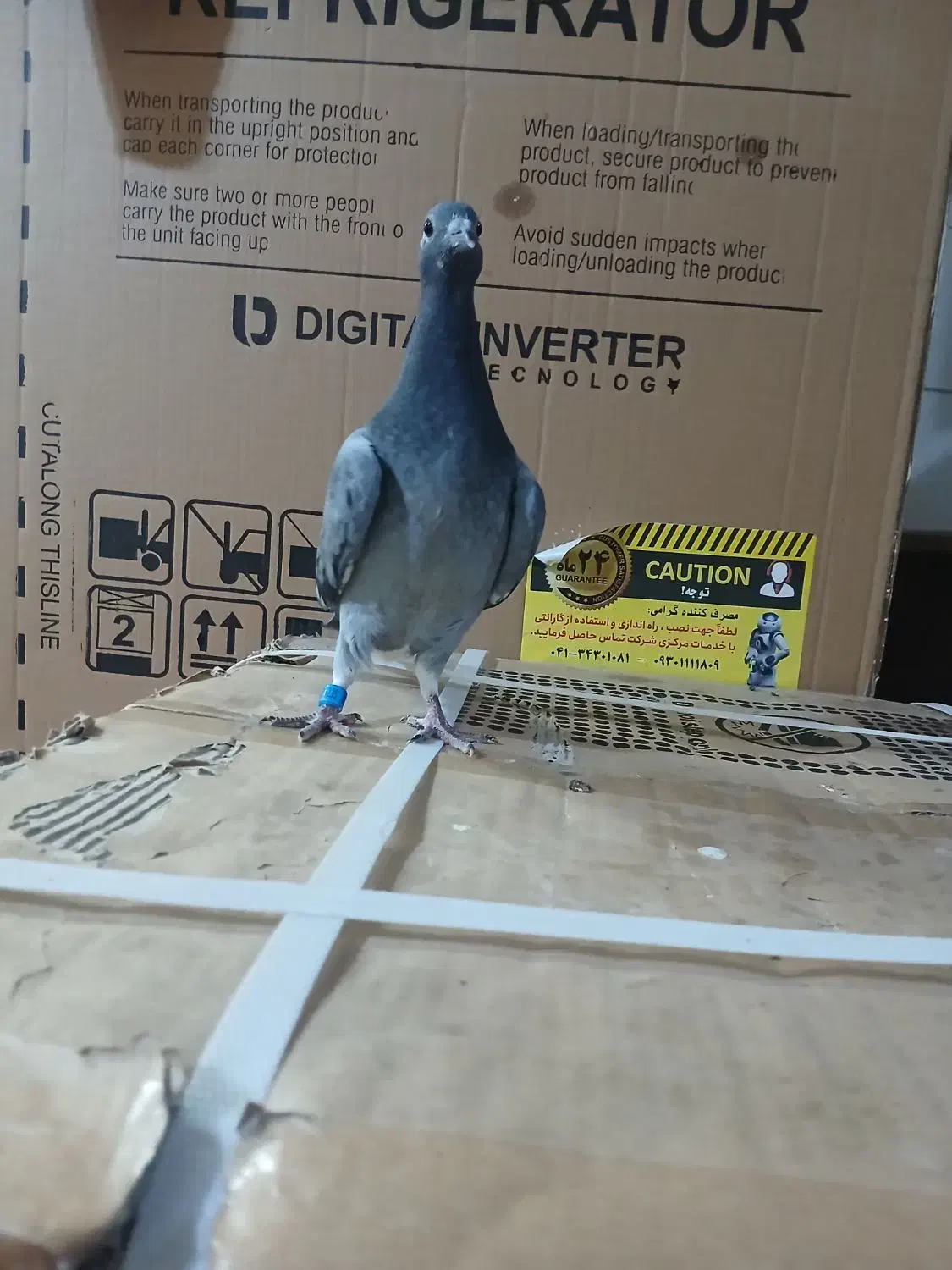 پرنده|پرنده|مشهد, طبرسی شمالی|دیوار