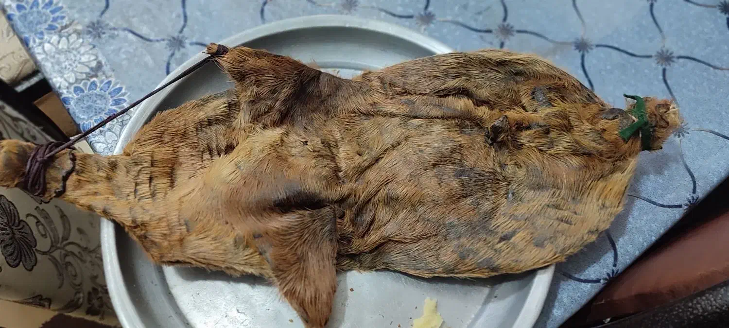 هیزه جاروغن|ظروف نگهدارنده، پلاستیکی، یک‌بارمصرف|بروجرد, |دیوار