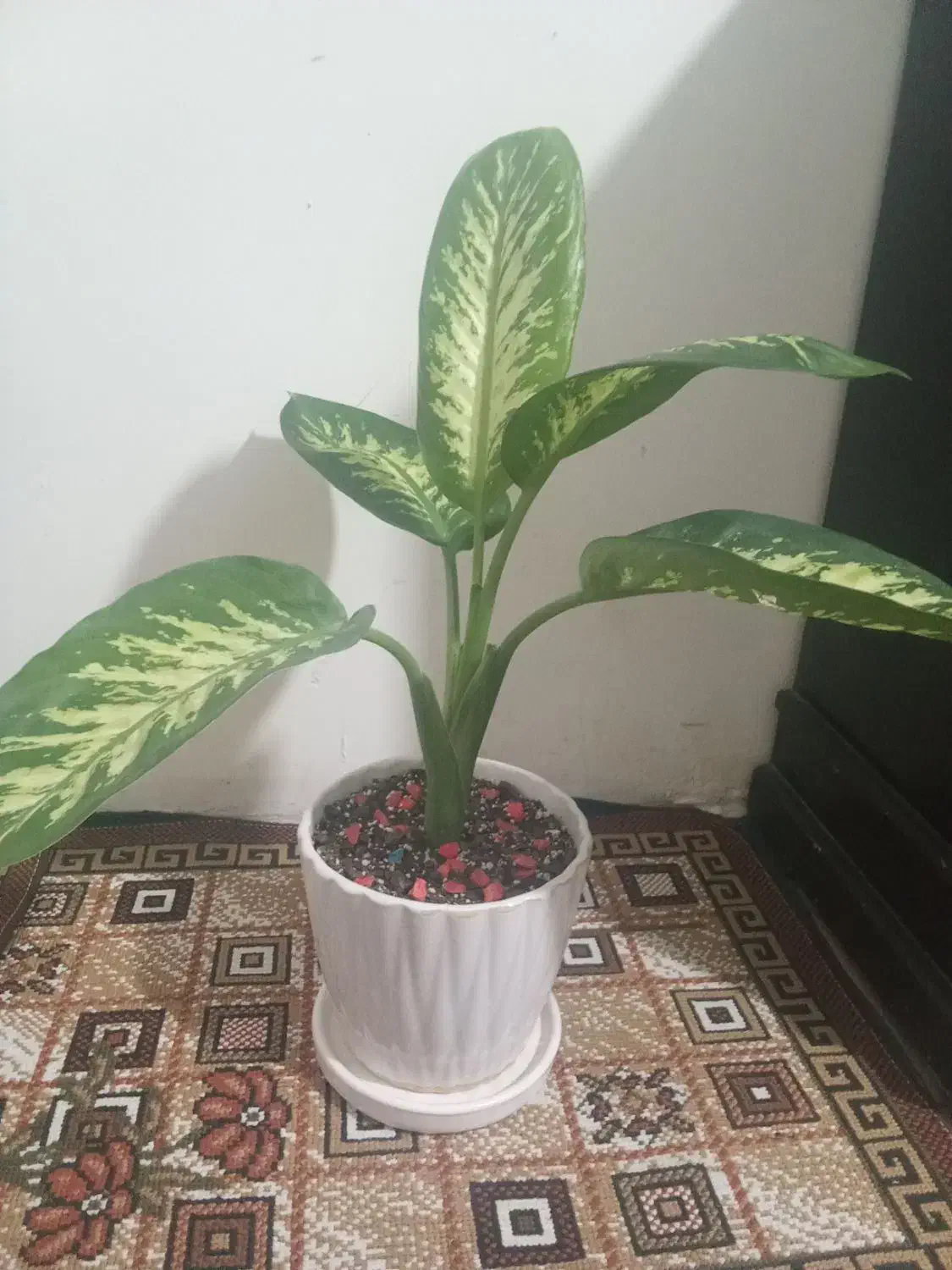 دیفن خوشگل|گل و گیاه طبیعی|شیروان (خراسان), |دیوار