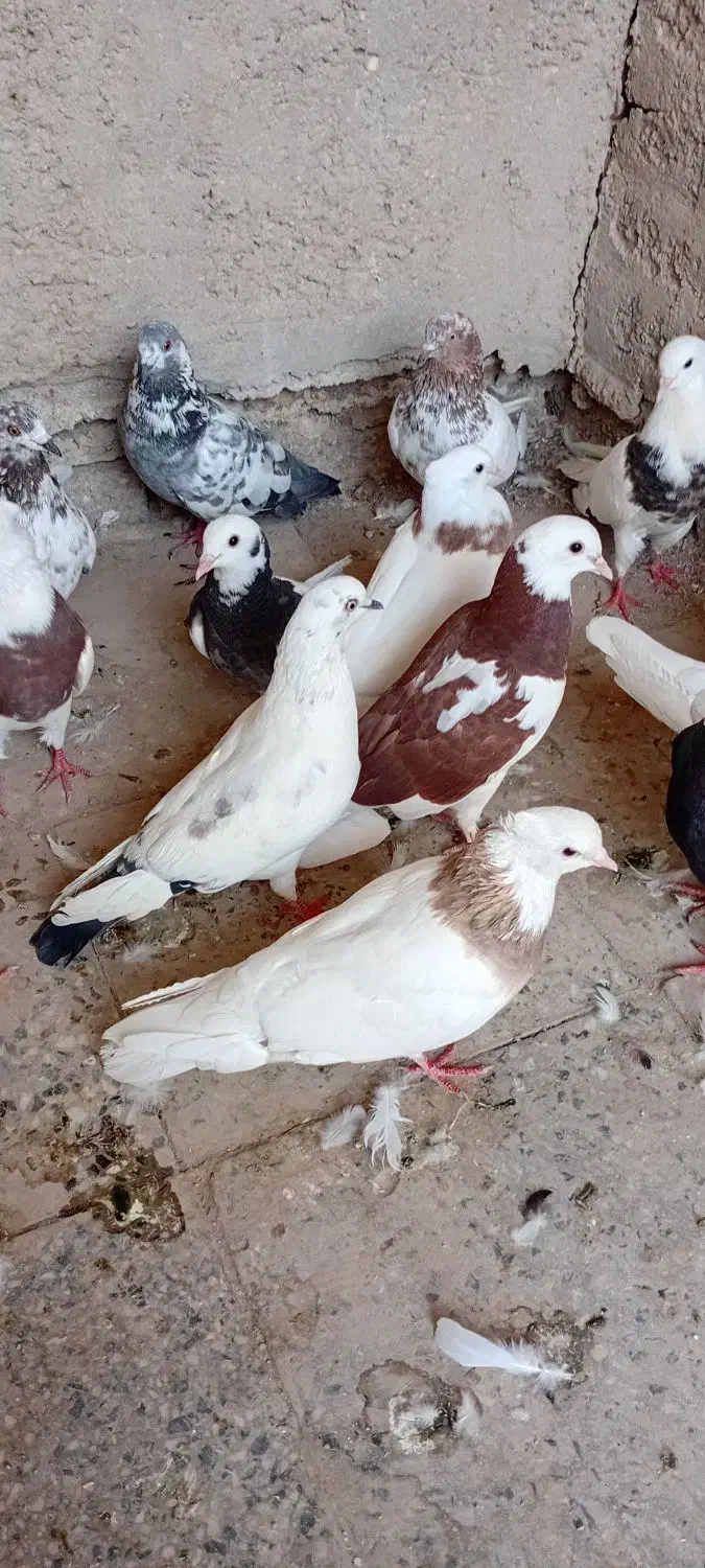 کبوتر رنگی|پرنده|شادگان, |دیوار