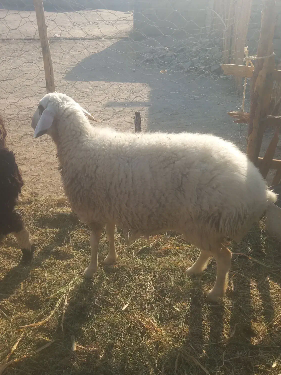 ۲ تا گوسفند چاق و چله|حیوانات مزرعه|ریگ ملک, |دیوار