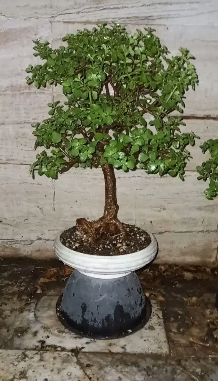 گیاه طبیعی بنسای|گل و گیاه طبیعی|تهران, تهرانسر شرقی|دیوار