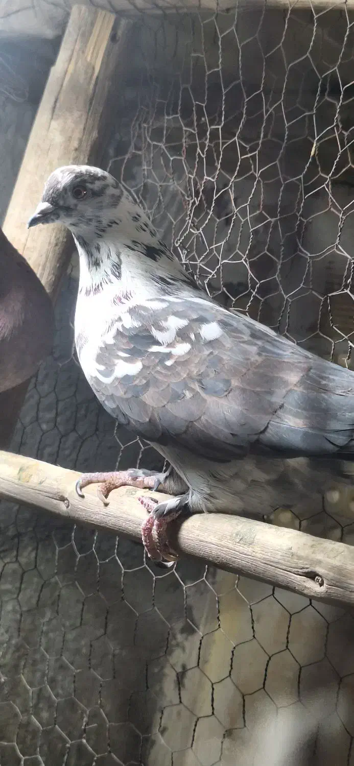 کفتر پرشی درجه یک بی عیب باضمانت|پرنده|مبارکه, |دیوار