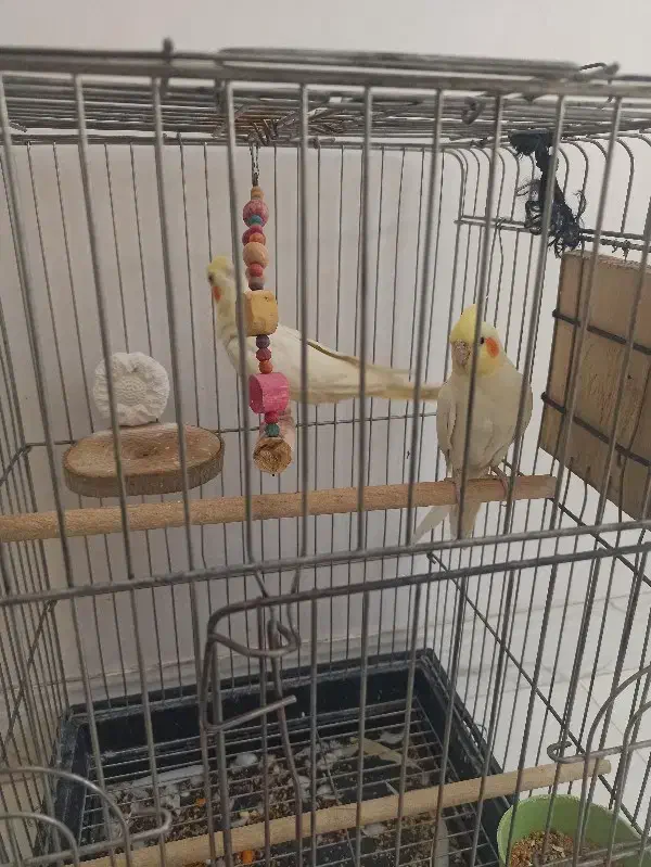 عروس هلندی مولد|پرنده|سنندج, |دیوار