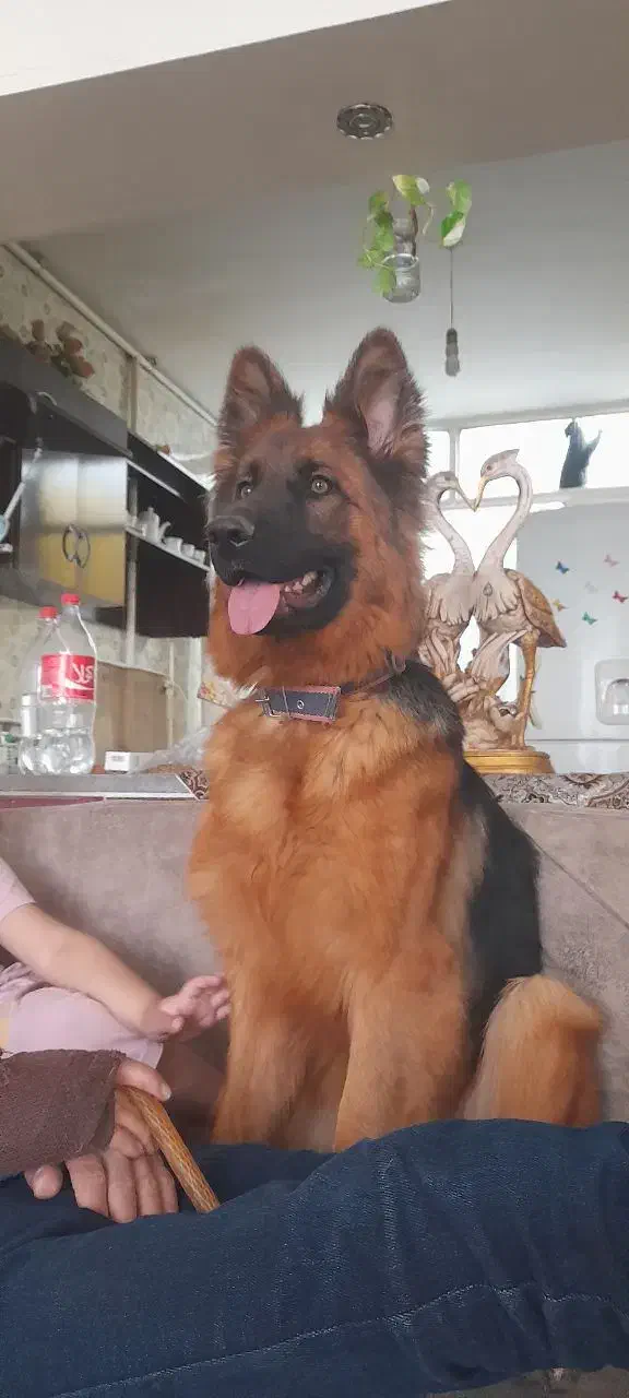 واگذاری سگ ژرمن شولاین|سگ|تربت‌حیدریه, باغ سلطانی|دیوار