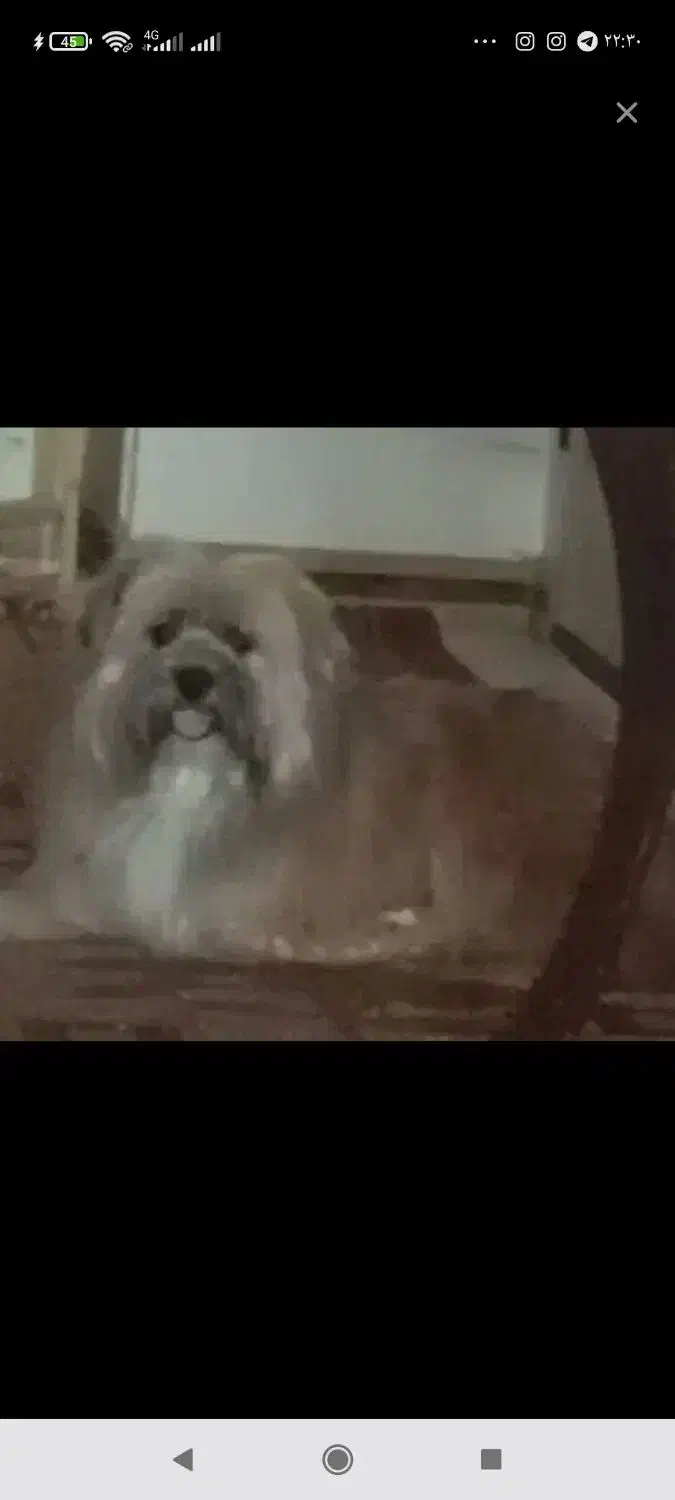 سگ یک ساله دوماه قدس از حیاط دزدیده شده|حیوانات|سبزوار, توحیدشهر|دیوار