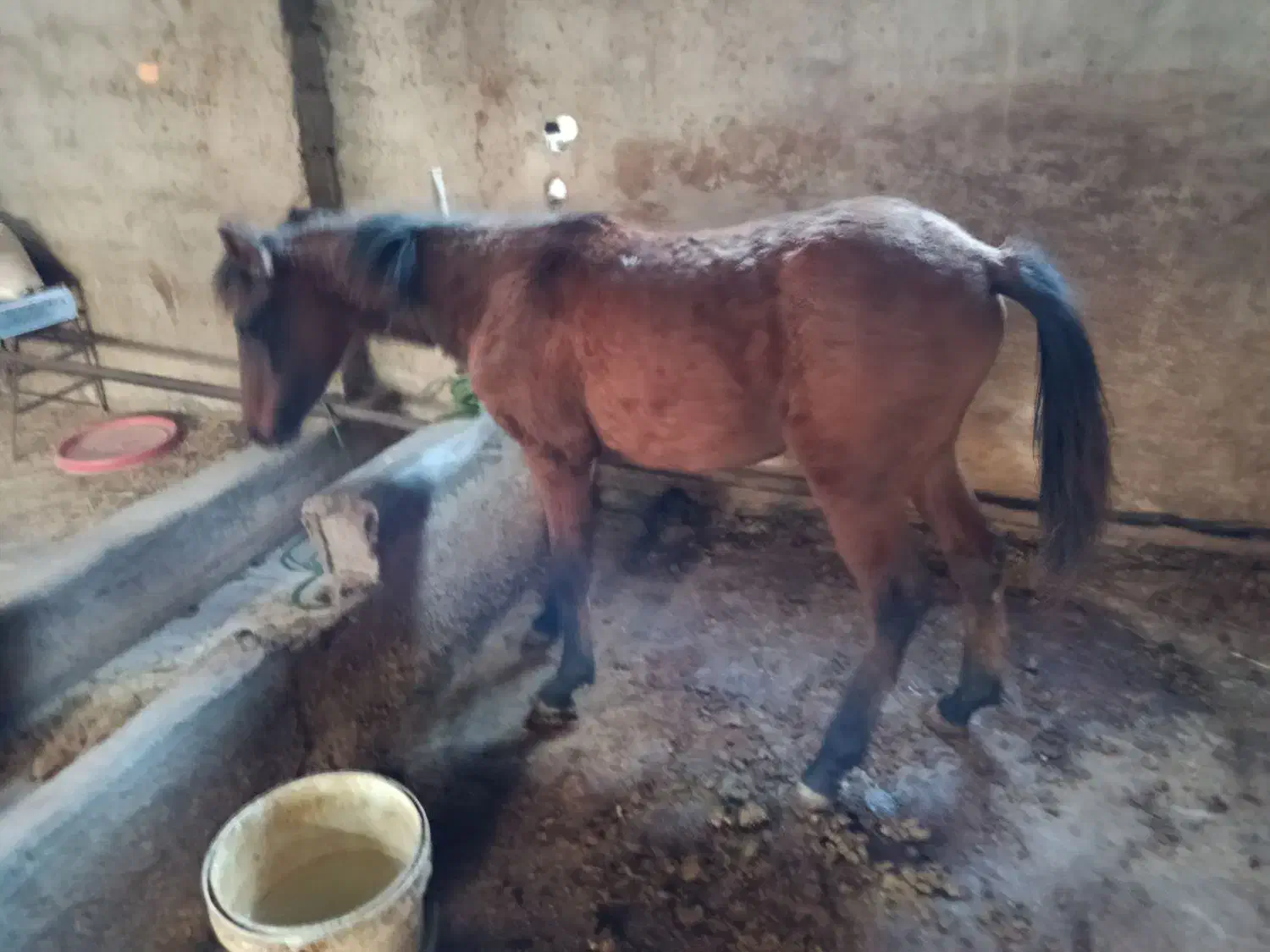 اسب کره مادیون بسیار آرام مظلوم|اسب و تجهیزات اسب‌سواری|امامزاده عبدالله, |دیوار