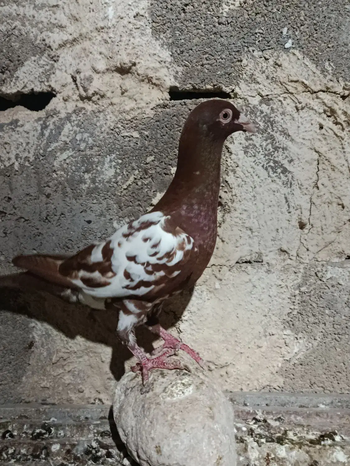 کبوتر|پرنده|برازجان, |دیوار