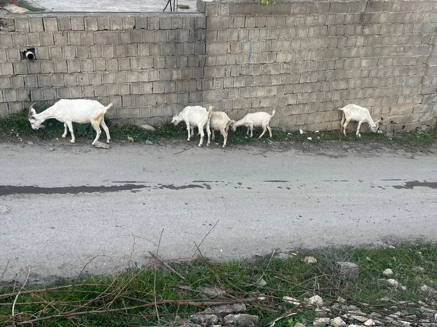 بز سانن|حیوانات مزرعه|کلاردشت, |دیوار