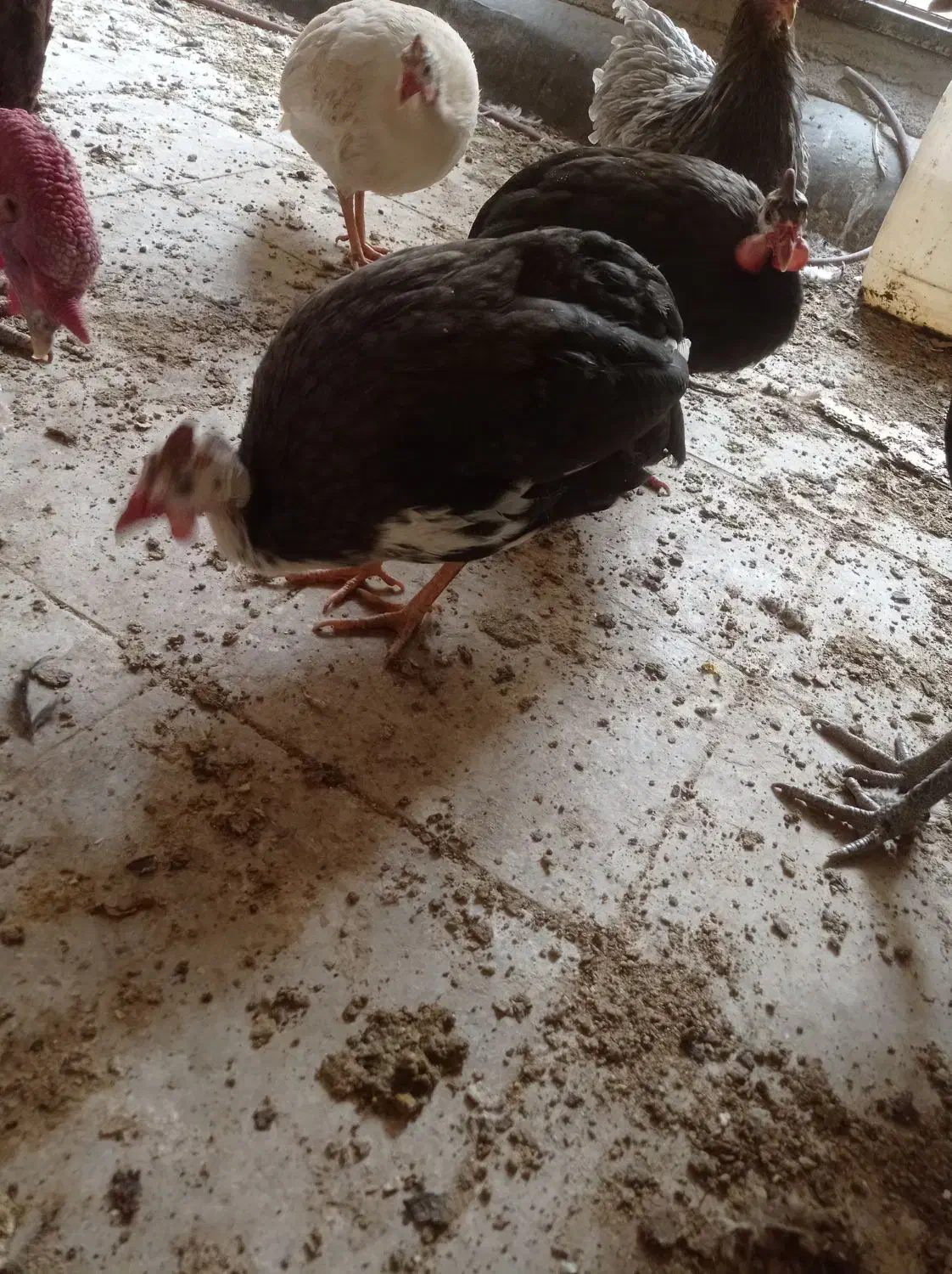 سه عدد مرغ شاخدار|حیوانات مزرعه|تهران, هفده شهریور|دیوار