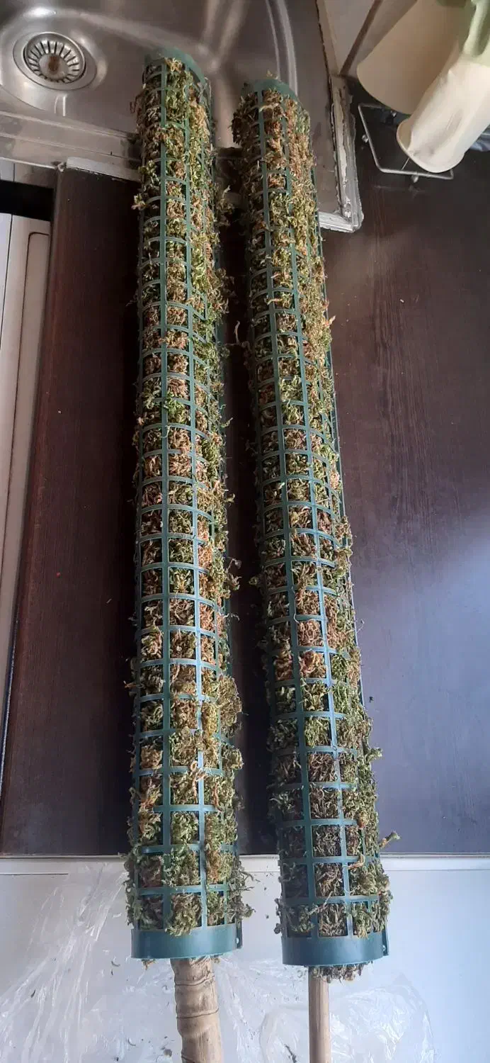 چوب خز|گل و گیاه طبیعی|تهران, بلورسازی|دیوار