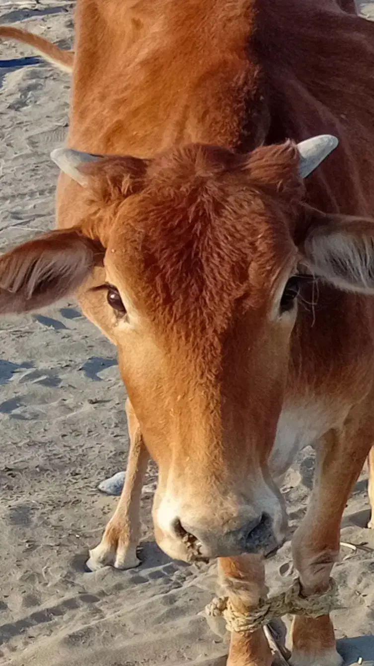 فروس|حیوانات مزرعه|چاه داد خدا, |دیوار