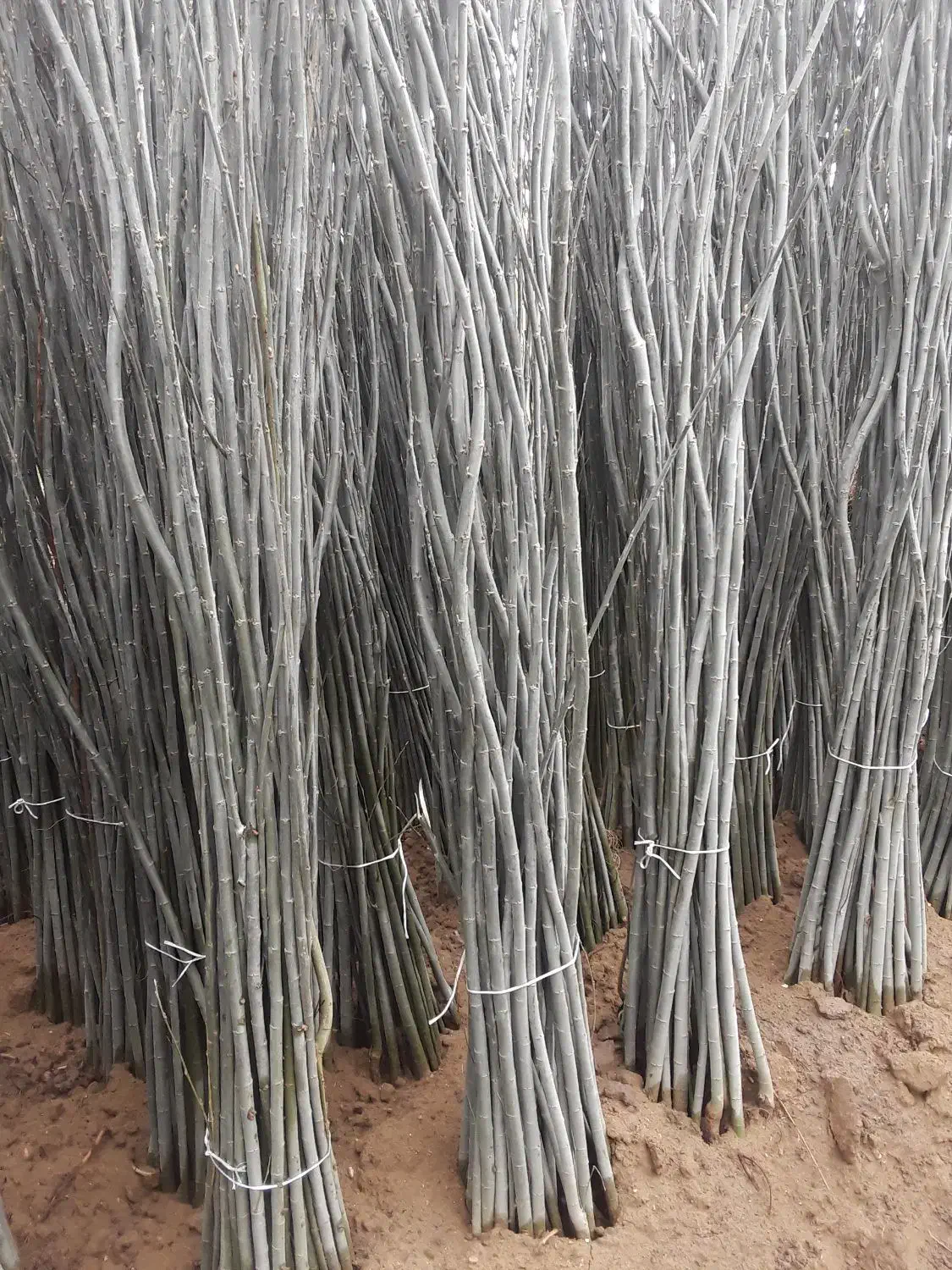 سرشاخه سفید|خدمات باغبانی و درختکاری|میاندوآب, |دیوار