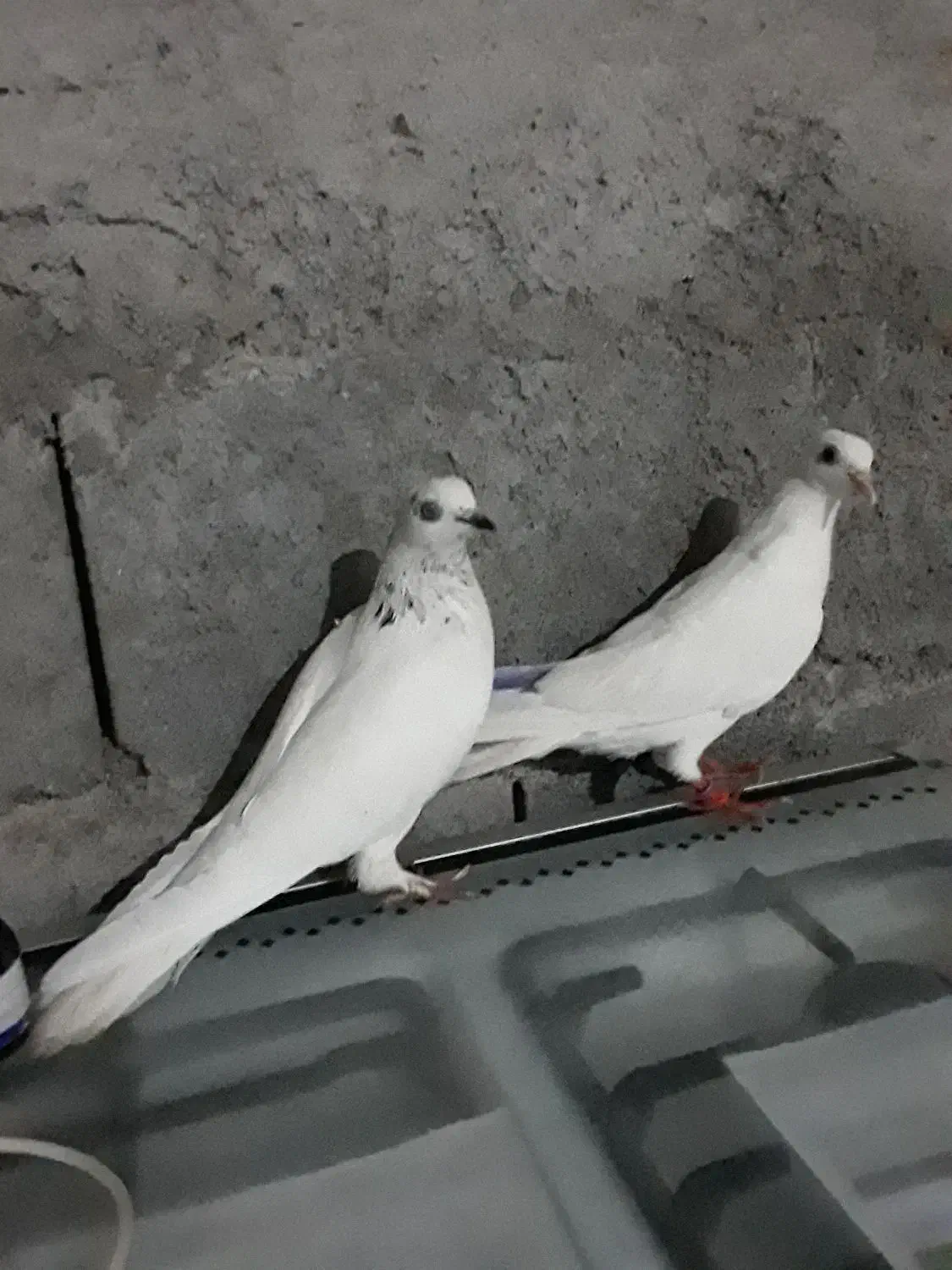 کفتر پرشی|پرنده|میناب, |دیوار