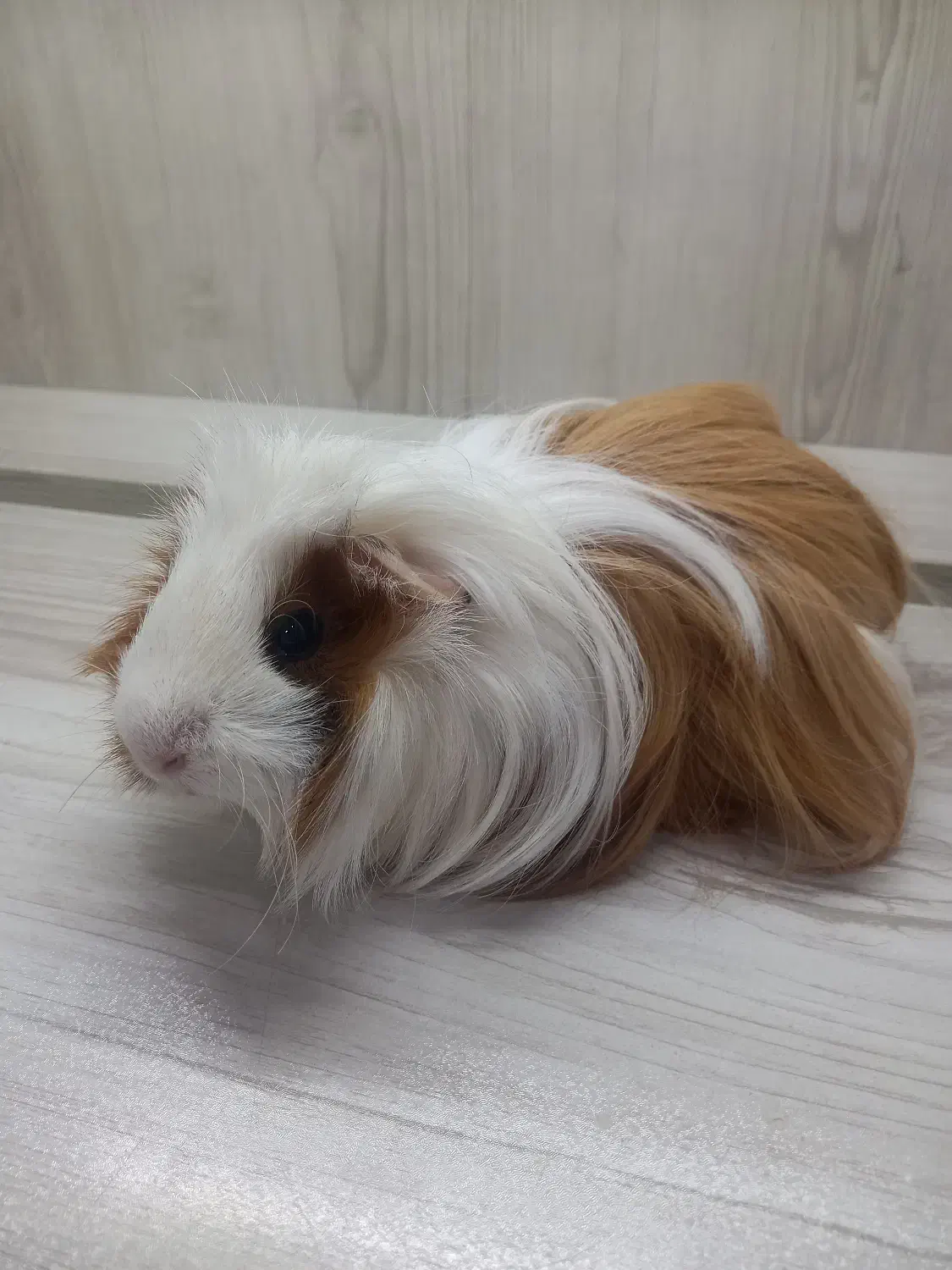 خوکچه هندی ماده|موش و خرگوش|اندیشه, اندیشه فاز ۵|دیوار