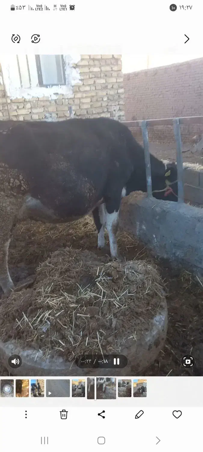 گاو|حیوانات مزرعه|تربت جام, میان جام|دیوار