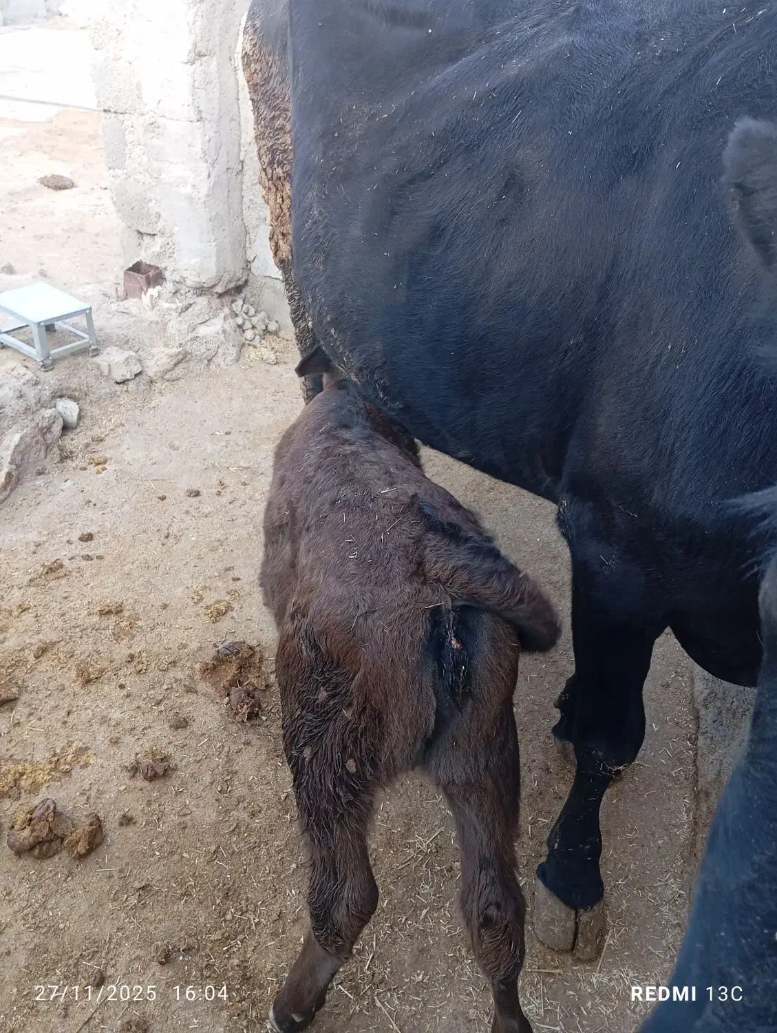 گاو و گوساله ماده  سویسی|حیوانات مزرعه|دره شهر, |دیوار