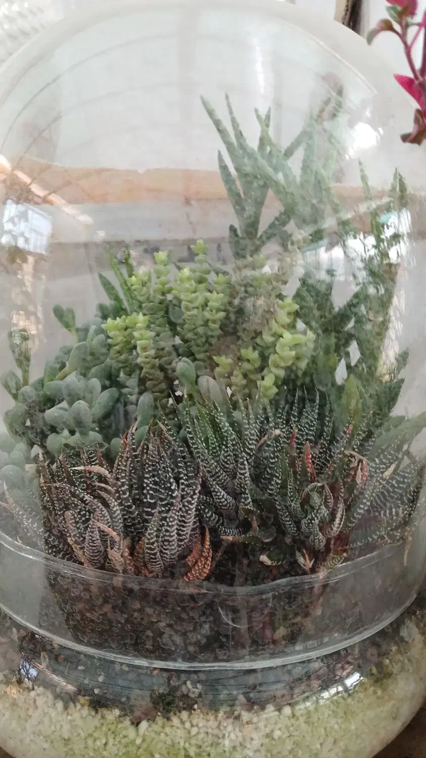 گلهای آپارتمانی جزئی وعمده|گل و گیاه طبیعی|مشهد, بهارستان|دیوار