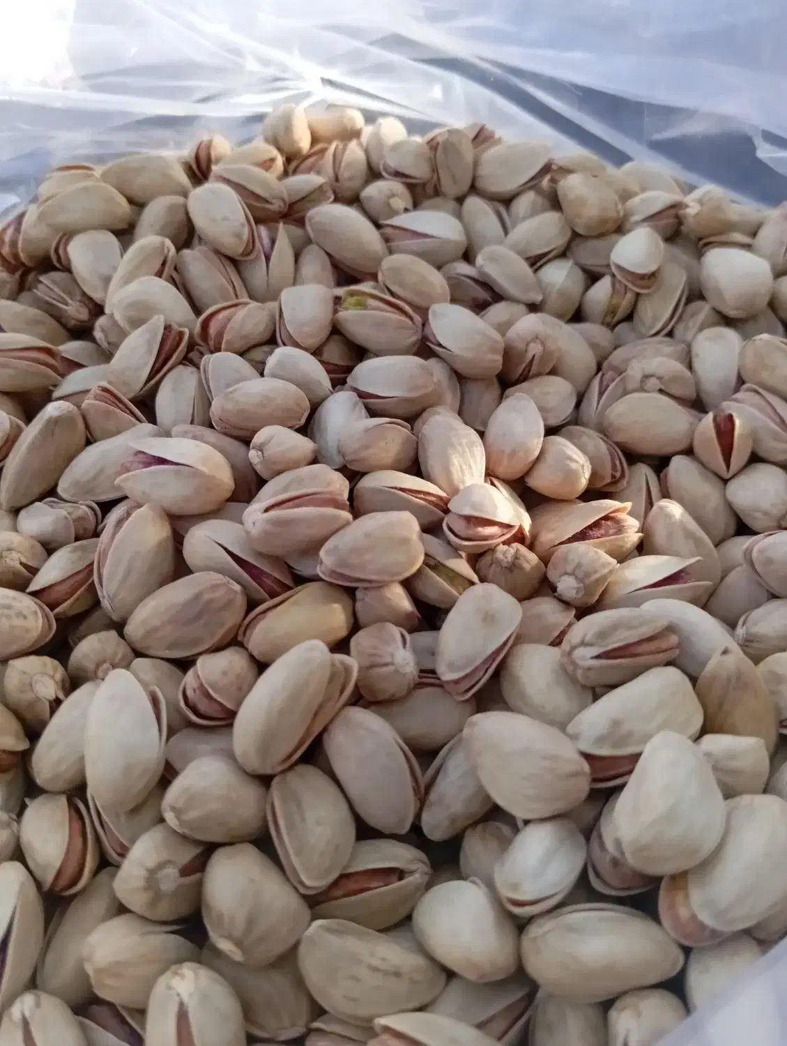 فروش پسته اکبری وکله قوچی با قیمت مناسب|خوردنی و آشامیدنی|شیراز, کوشک میدان|دیوار