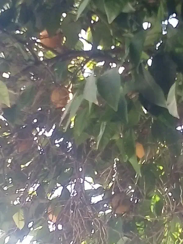 نارنج شیراز|خوردنی و آشامیدنی|خرم بید, |دیوار