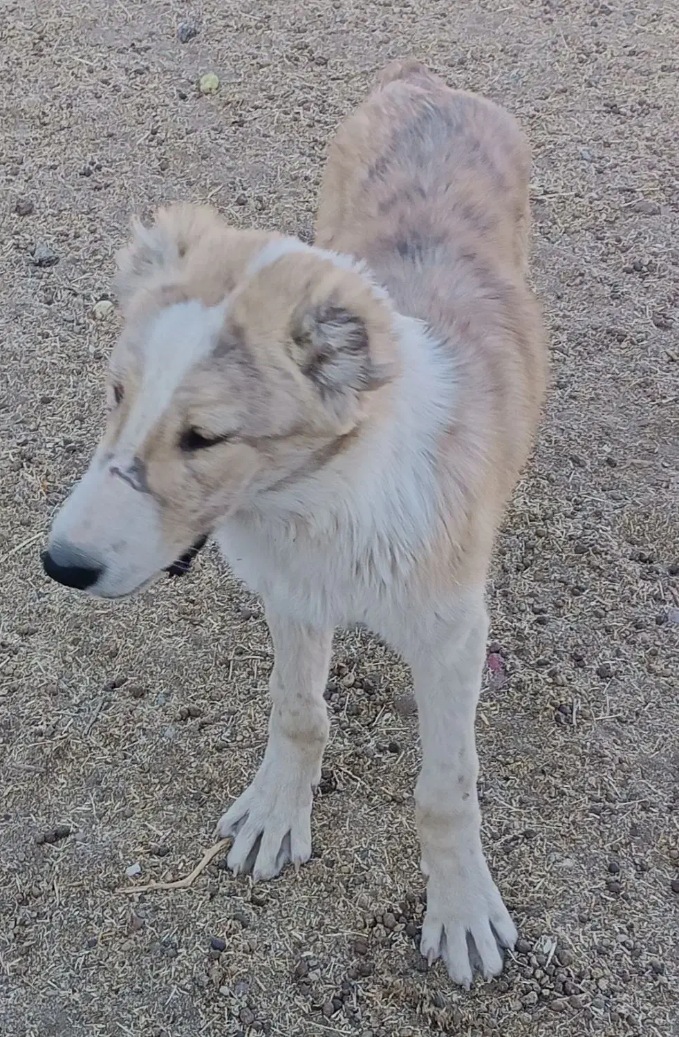 توله سگ|سگ|قائن, |دیوار