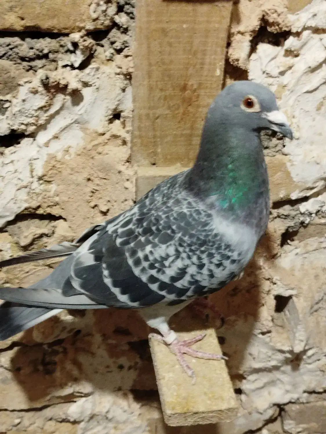 کبوتر پرشی|پرنده|سبزوار, کراب|دیوار