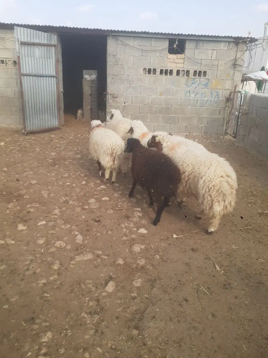 بره چاق باب قصابی|حیوانات مزرعه|سرپل ذهاب, |دیوار