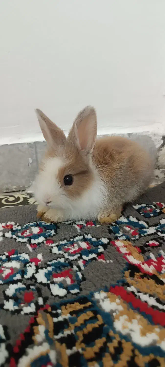 خرگوش خونگی|موش و خرگوش|حمیدیه, |دیوار